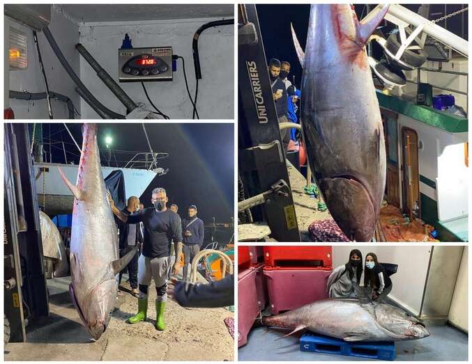 Atún rojo de 372 kilos descargado anoche en el muelle de Taliarte/TA.